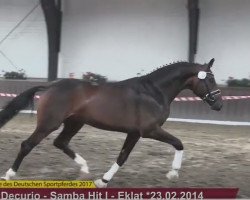 Deckhengst Zidina (Deutsches Sportpferd, 2014, von Decurio 3)