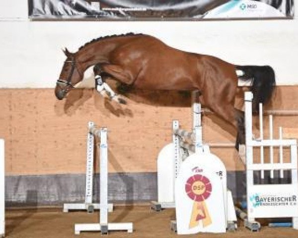 stallion Compiegne (German Sport Horse, 2014, from Cola Zero)