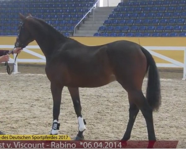 jumper Volltreffer (Hanoverian, 2014, from Viscount 22)