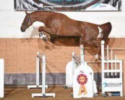 stallion Doors in Live (Selle Français, 2013, from Ogano Sitte)