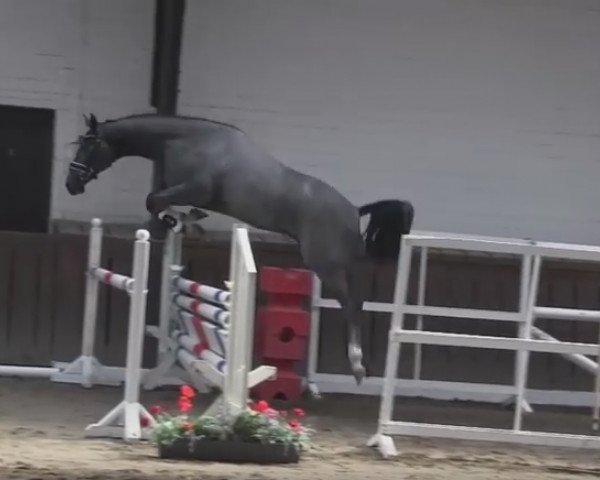 jumper John Deere VDL (KWPN (Royal Dutch Sporthorse), 2014, from Modesto)