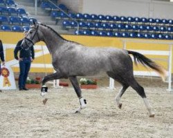 jumper Los Vochos (German Sport Horse, 2014, from Los Angeles)