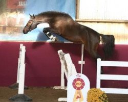 stallion Jewel of Jilbert (KWPN (Royal Dutch Sporthorse), 2014, from Gfe Jilbert van't Ruytershof)