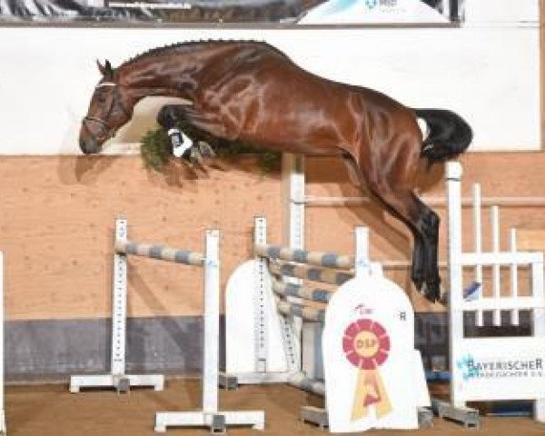 Deckhengst Jackpot Tn (KWPN (Niederländisches Warmblut), 2014, von Diamant de Semilly)