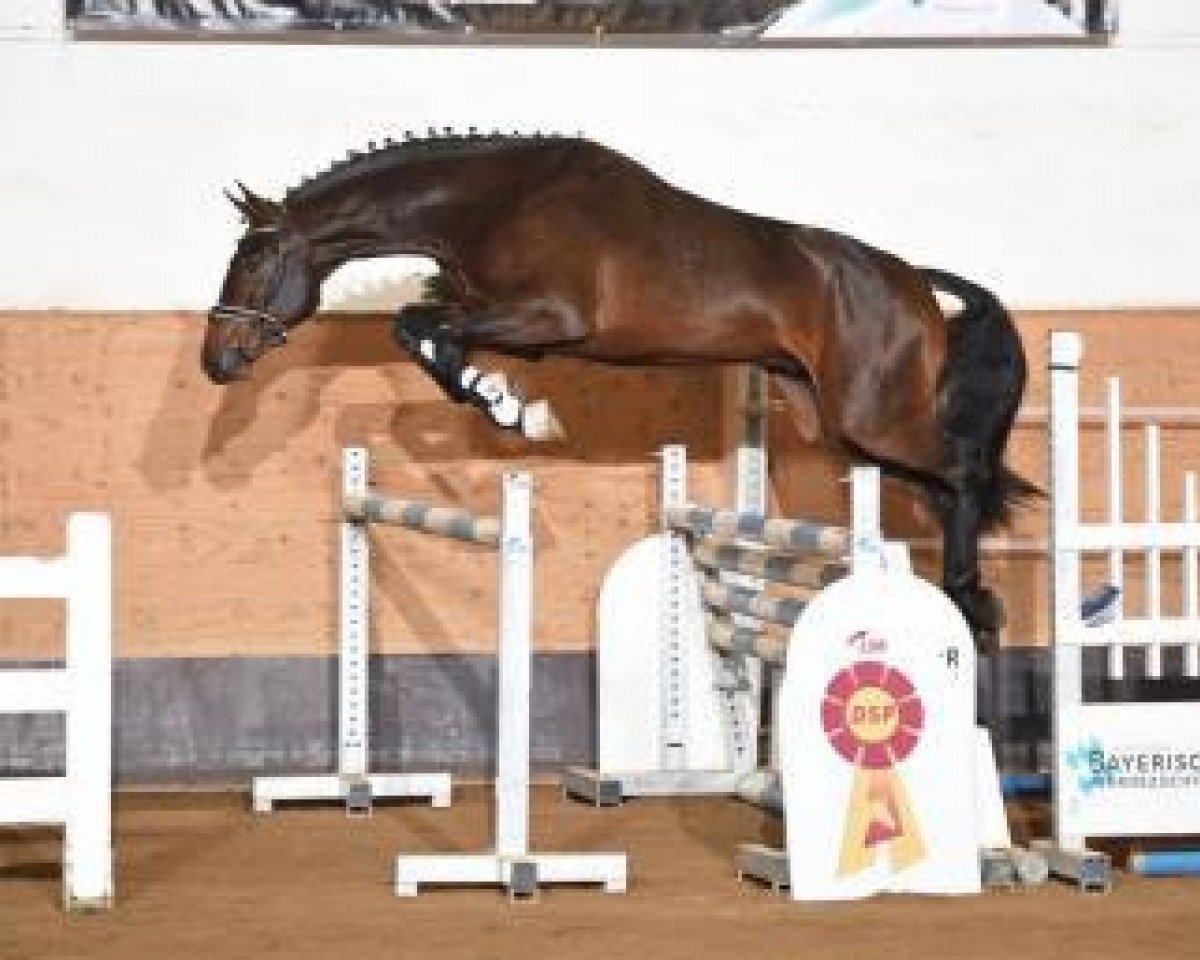 Springpferd DSP Contanos (Deutsches Sportpferd, 2014, von Courtier)
