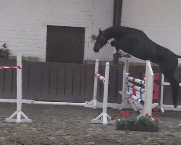 dressage horse Captain Jack Sparrow 71 (Holsteiner, 2014, from Connor 48)
