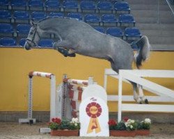 Deckhengst Classic Jump 7 (Holsteiner, 2014, von Clarcon)