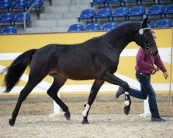 jumper Cashman Zr (Hanoverian, 2014, from Chico's Boy)