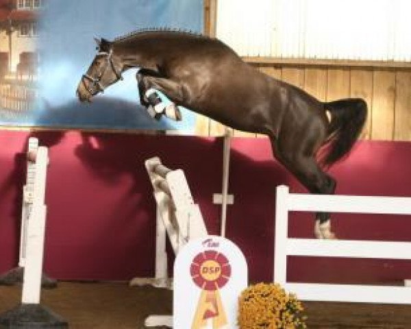 jumper Calichero (German Sport Horse, 2014, from Centurion)