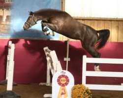 jumper Calichero (German Sport Horse, 2014, from Centurion)