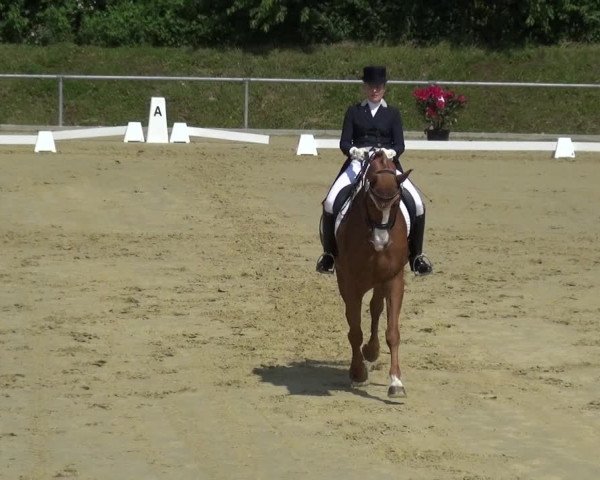 Reitturnier Ladenburg 2019