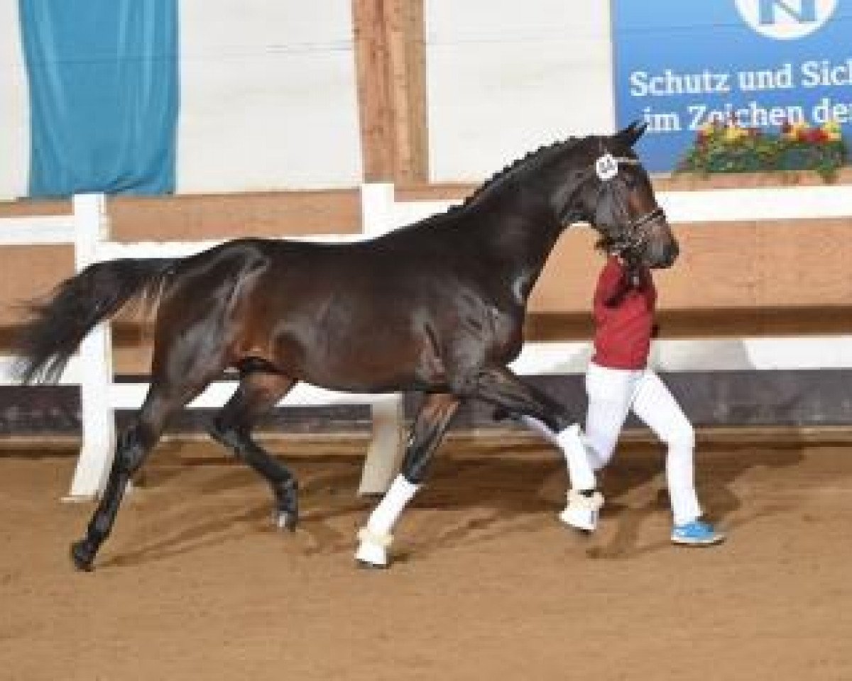 horse Zamp 3 (Bavarian, 2014, from Birkhof's Zalando OLD)