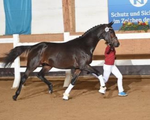 horse Zamp 3 (Bavarian, 2014, from Birkhof's Zalando OLD)