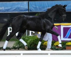 horse Zazu G (German Sport Horse, 2014, from Birkhof's Zalando OLD)
