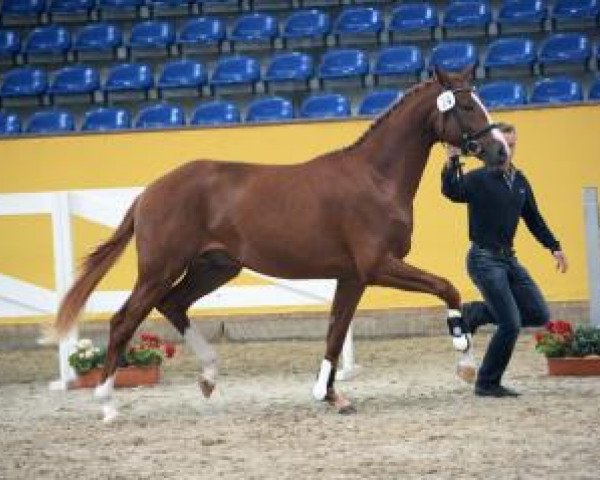 Springpferd Brighton 13 (Deutsches Sportpferd, 2014, von Quaterback)