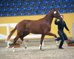 Springpferd Brighton 13 (Deutsches Sportpferd, 2014, von Quaterback)