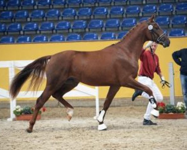 horse Frederic (German Sport Horse, 2014, from Fiderdance)