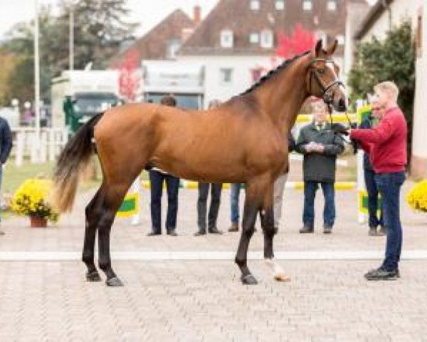 dressage horse El Dorado 92 (German Sport Horse, 2014, from Escolar)