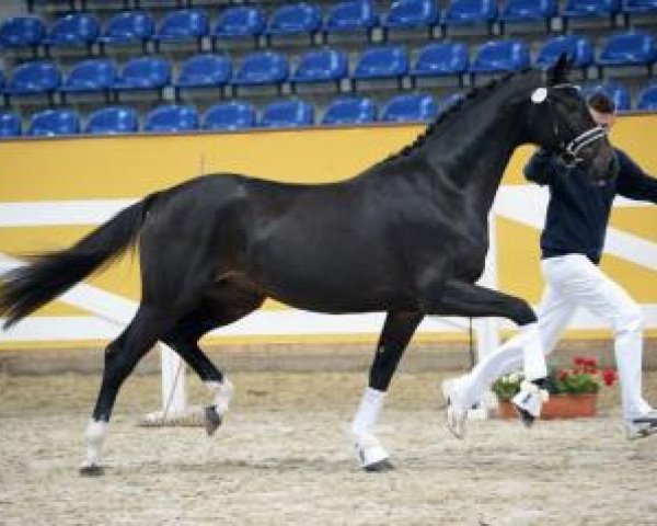 stallion Der Don (German Sport Horse, 2014, from Don Nobless)