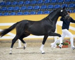Deckhengst Der Don (Deutsches Sportpferd, 2014, von Don Nobless)