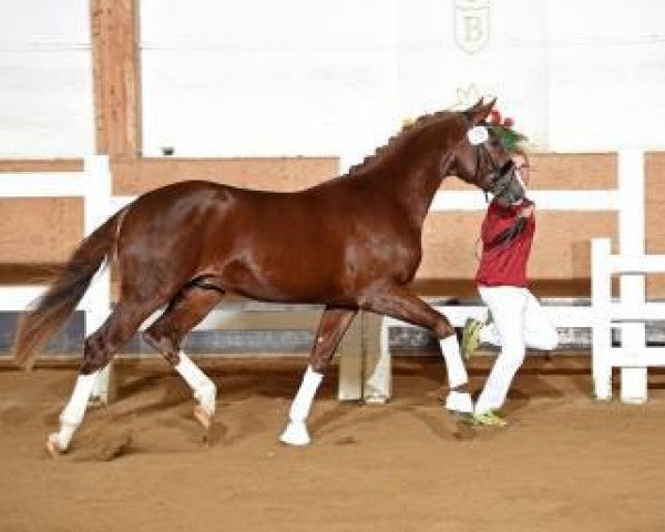 horse Diamond forever 7 (Hanoverian, 2014, from Diamond Hit)