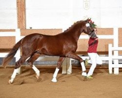 Pferd Diamond forever 7 (Hannoveraner, 2014, von Diamond Hit)