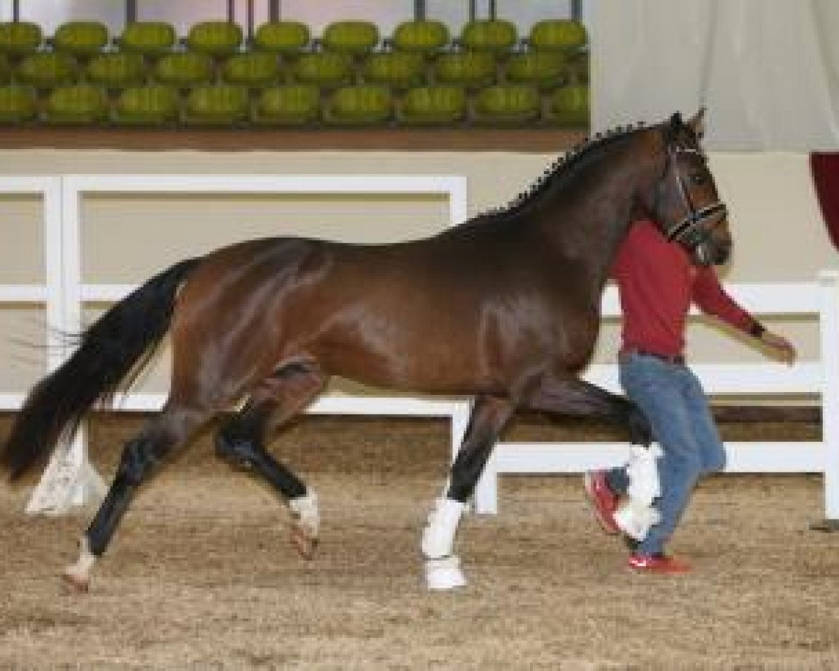 stallion Danieli Vmt (Württemberger, 2014, from Diamo Gold)