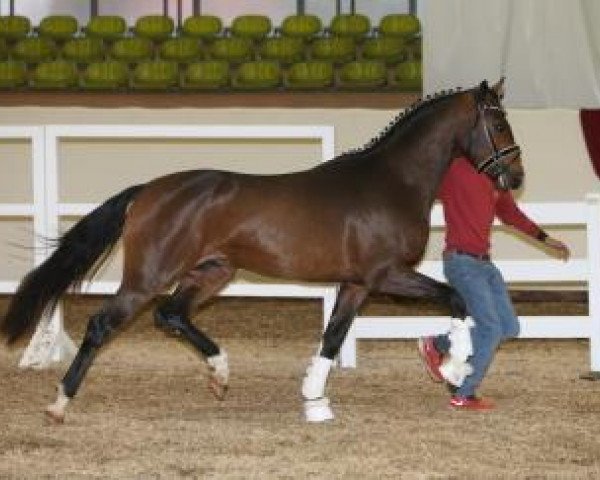 stallion Danieli Vmt (Württemberger, 2014, from Diamo Gold)