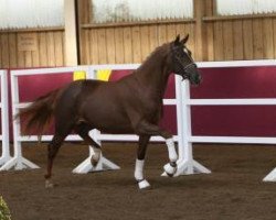 horse Day Dreamer 9 (German Sport Horse, 2014, from Diamo Gold)
