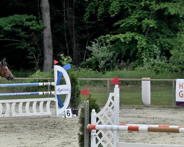 Reitturnier Herxheim 2019