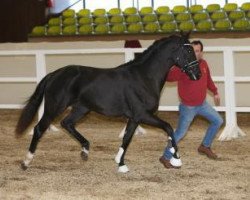 Pferd Hengst von Decurio/Dali X (Bayer, 2014, von Decurio 3)