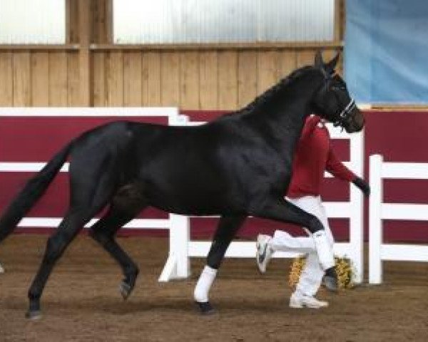 Caballo Hengst von De Niro/Quaterback (Caballo de Deporte Alemán, 2014, de De Niro)