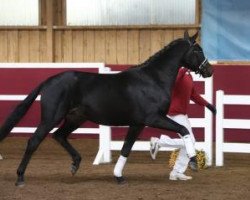 horse Hengst von De Niro/Quaterback (German Sport Horse, 2014, from De Niro)