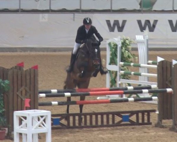 Springpferd CONTINO 72 (Oldenburger Springpferd, 2011, von Conthargos)
