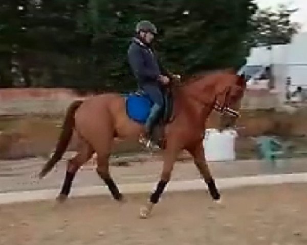 Pferd Vanderpol (KWPN (Niederländisches Warmblut), 2002, von Montecristo)