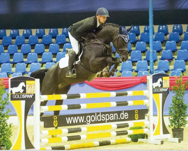 jumper Café's Countess (Oldenburg show jumper, 2011, from Cafe au lait 2)