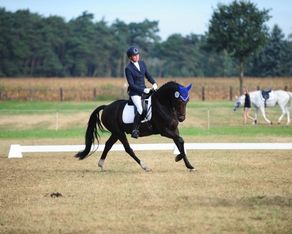 jumper Pretty Diamond 2 (German Riding Pony, 2010, from FS Pentagon)