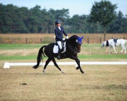 jumper Pretty Diamond 2 (German Riding Pony, 2010, from FS Pentagon)