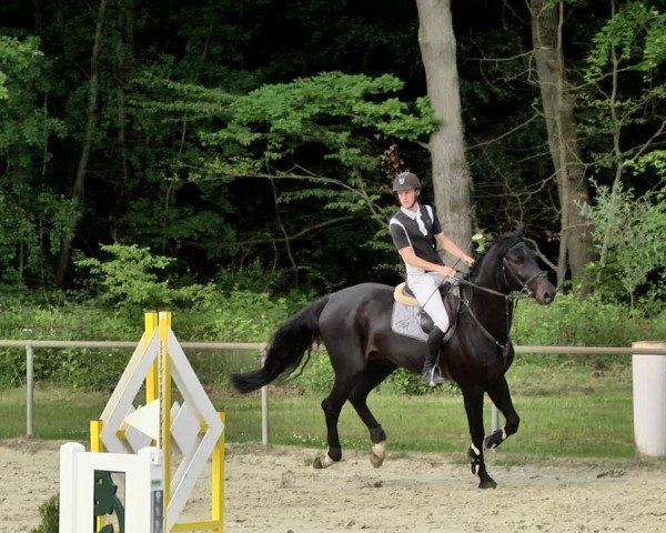 Reitturnier Herxheim 2019