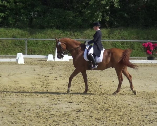 Reitturnier Ladenburg 2019
