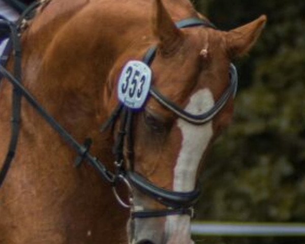 dressage horse Codesko (German Riding Pony, 2007, from Cinzano's Son)