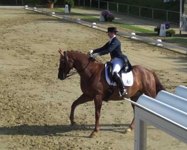 Reitturnier Ladenburg 2019