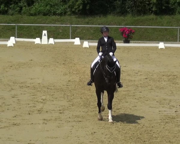 Reitturnier Ladenburg 2019