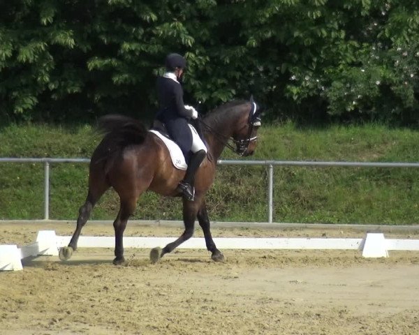 Reitturnier Ladenburg 2019