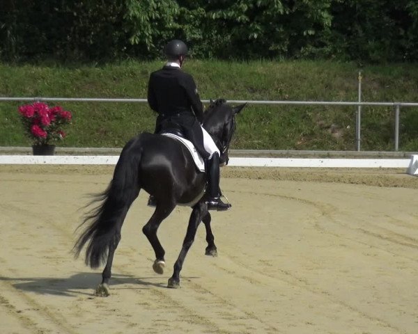 Reitturnier Ladenburg 2019