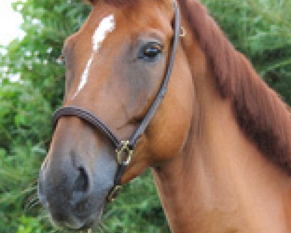 Cavallo da salto Deja Vu 84 (Oldenburger, 2009, di Diamant de Semilly)