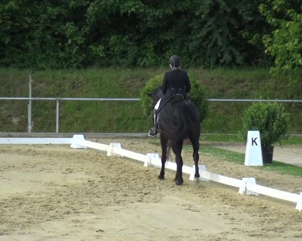 Reitturnier Ladenburg 2019