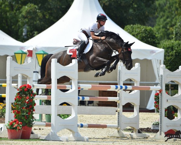 stallion Solero 79 (Hanoverian, 2009, from Stakkato Gold)