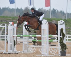 stallion Chateau D'St.emillion (Oldenburg show jumper, 2009, from Chacco-Blue)