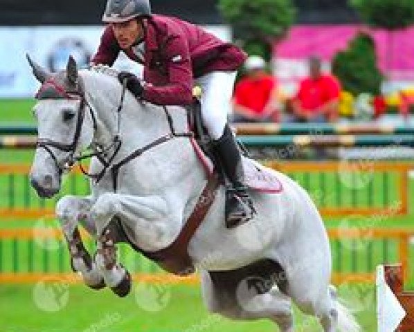 jumper Siec Cosmos Wijngaardhoeve Z (Zangersheide riding horse, 2002, from Chellano Z)